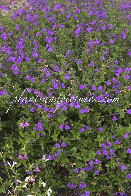 Salvia ‘Lilac Dream’