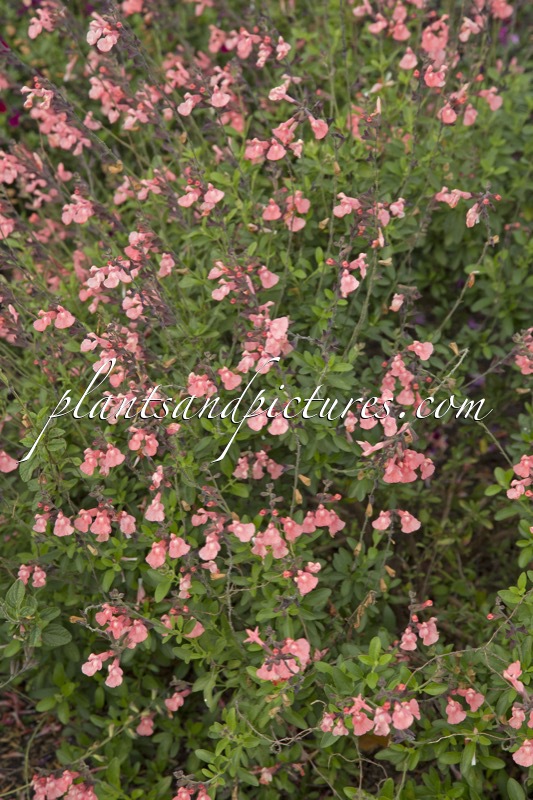 Salvia ‘Salmon Dance’