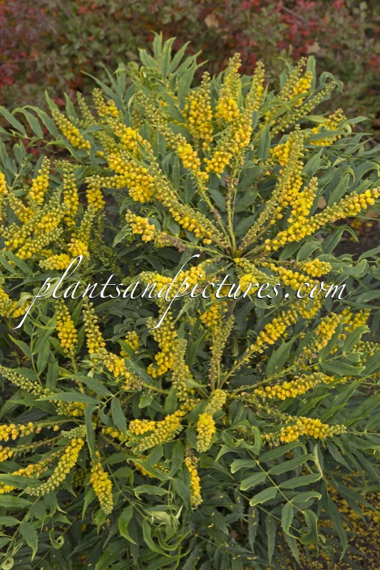 Mahonia ‘Winter Fern’