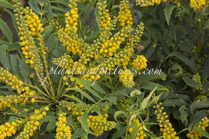 Mahonia ‘Winter Fern’