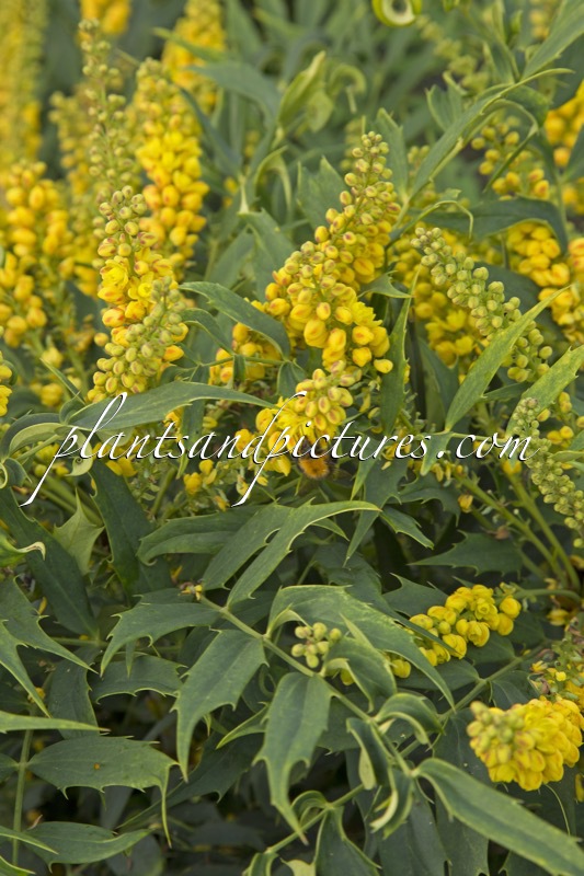 Mahonia ‘Winter Fern’
