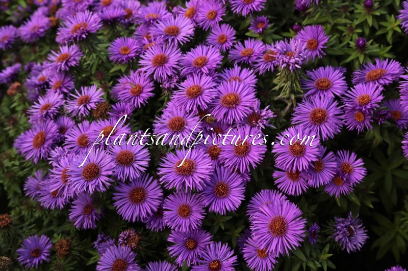 Aster novae-angliae ‘Purple Dome’