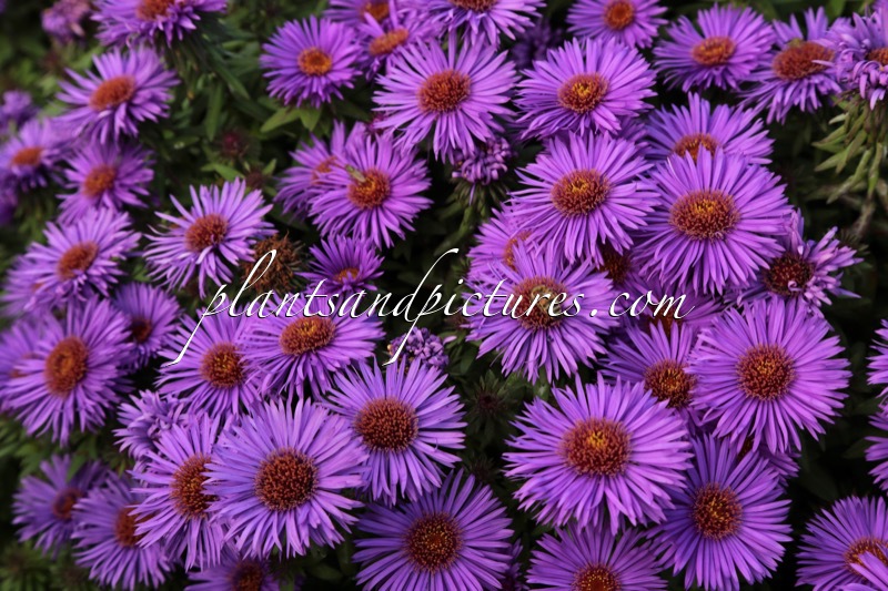 Aster novae-angliae ‘Purple Dome’