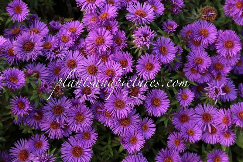Aster novae-angliae ‘Purple Dome’