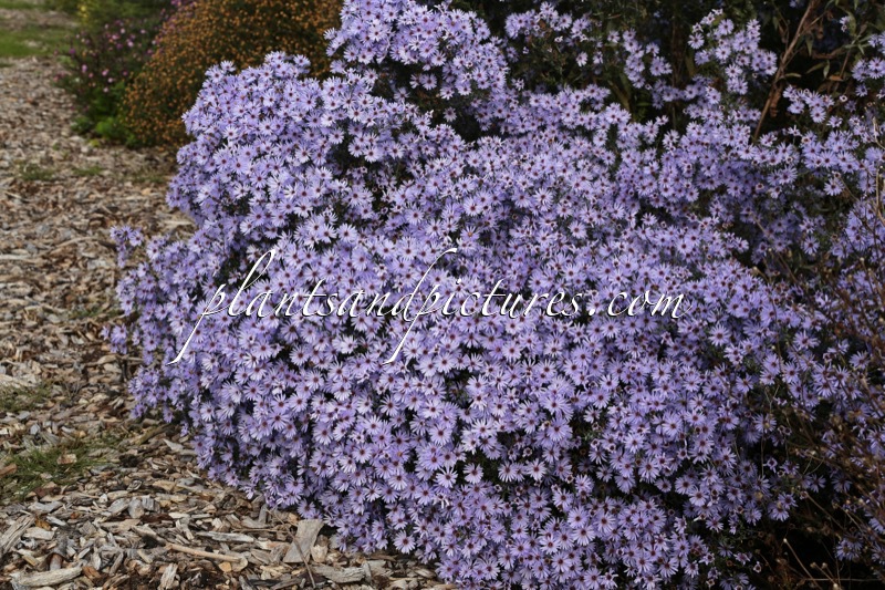 Aster ‘Little Carlow’