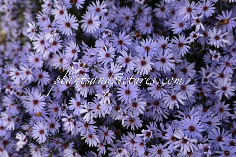 Aster ‘Little Carlow’