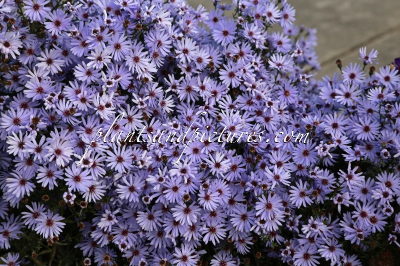 Aster ‘Little Carlow’