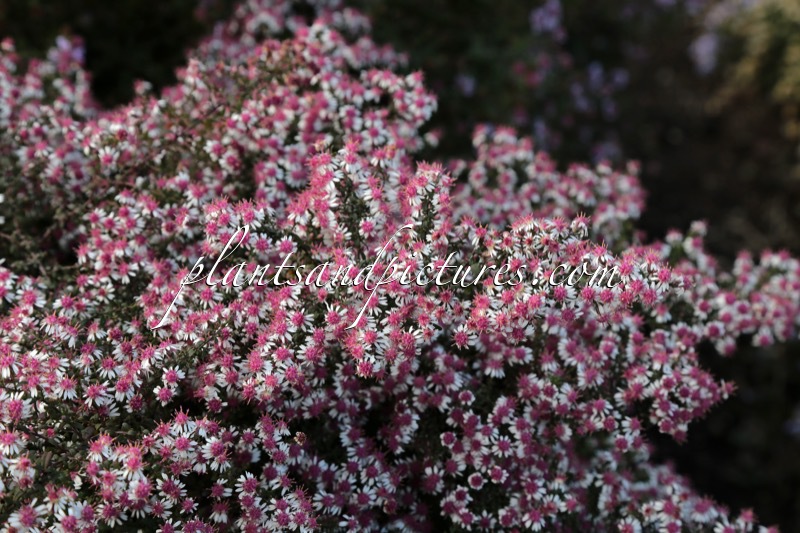 Aster lateriflorus ‘Horizontalis’