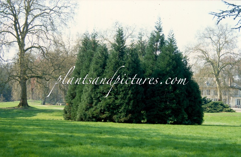 Sequoiadendron giganteum