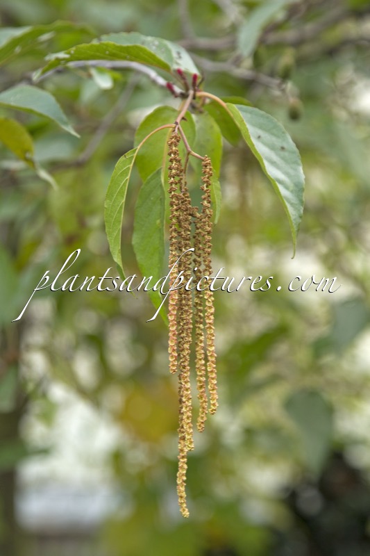 Alnus nitida