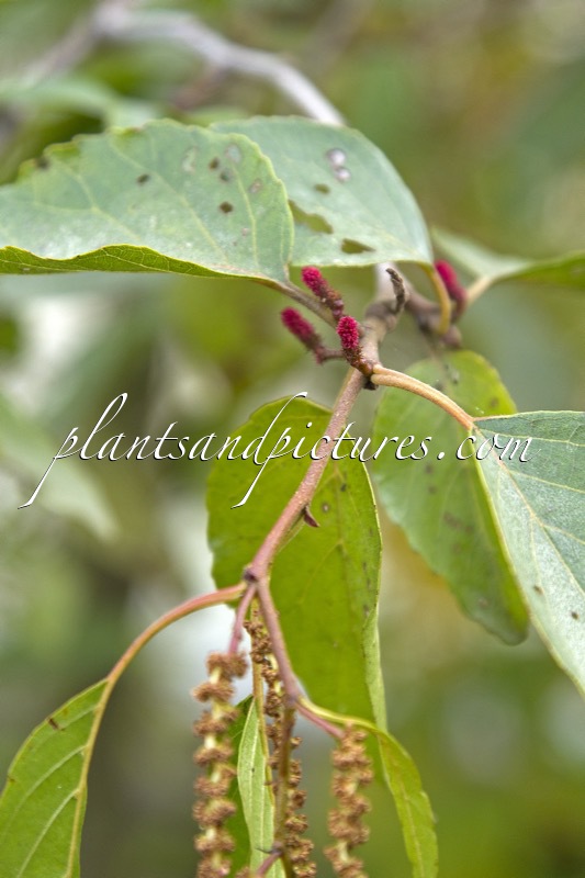 Alnus nitida