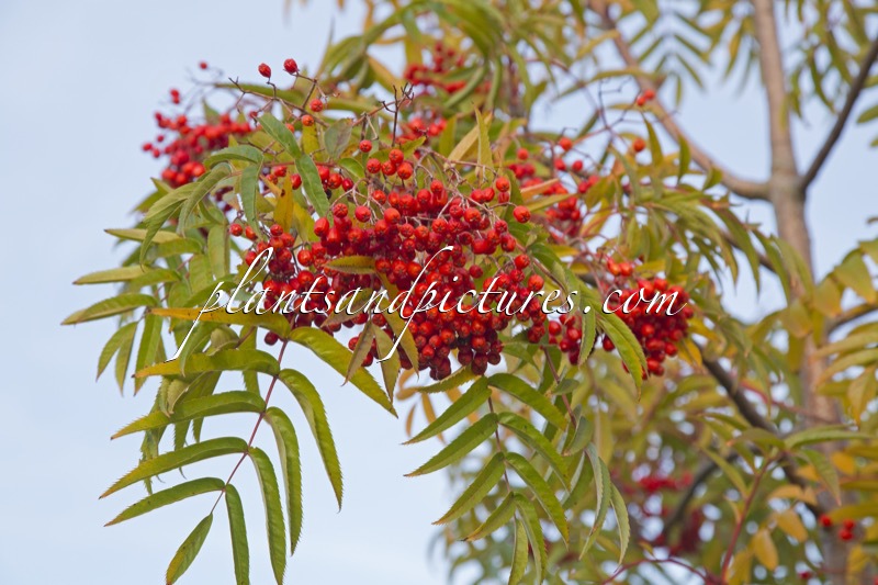 Sorbus ulleungensis ‘Dodong’
