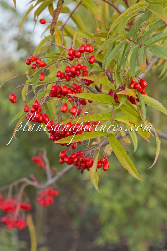 Sorbus ulleungensis ‘Dodong’