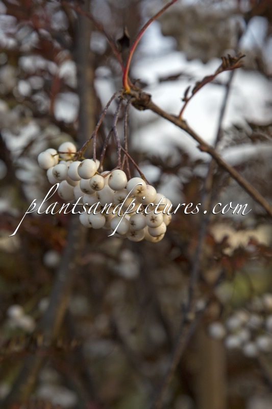 Sorbus setschwanensis