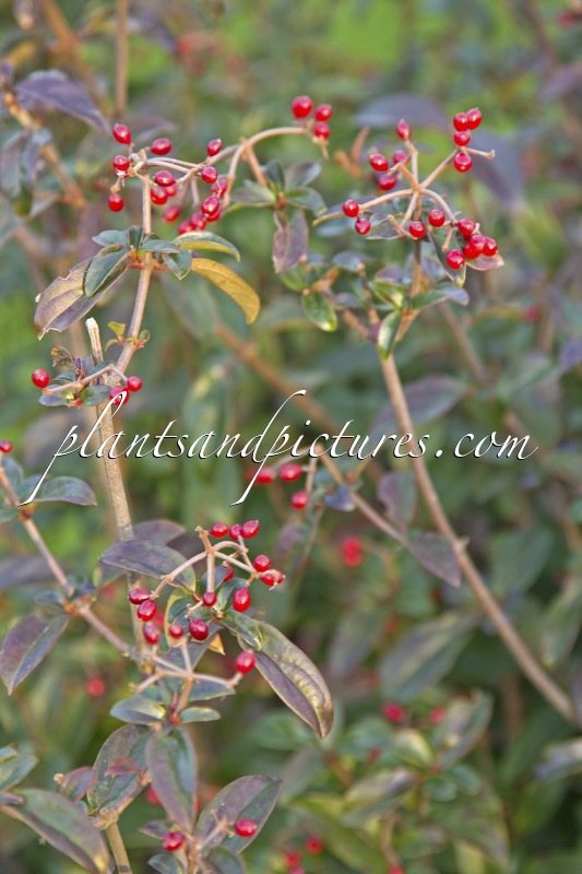 Viburnum foetidum var. rectangulatum