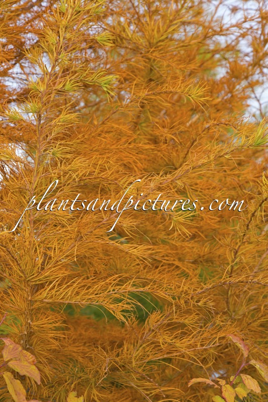 Pseudolarix amabilis