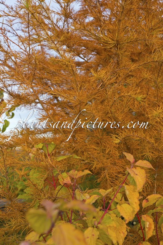 Pseudolarix amabilis