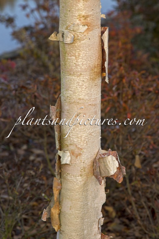 Betula albosinensis ‘Bowling Green’