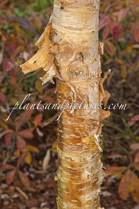 Betula ermanii ‘Mount Zao’