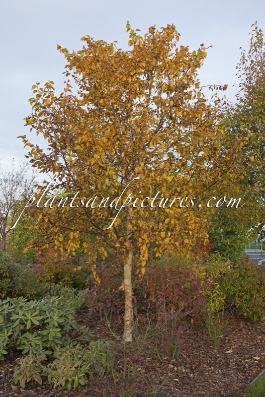 Betula ermanii ‘Mount Zao’