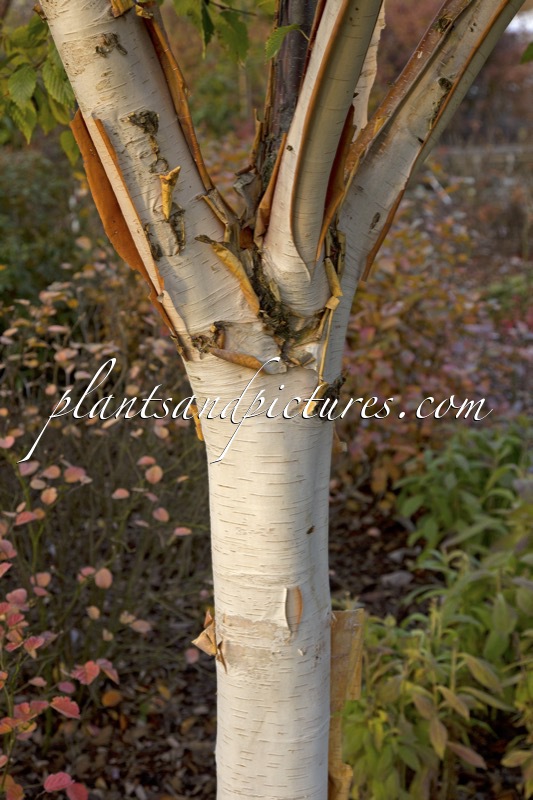 Betula albosinensis ‘Fascination’