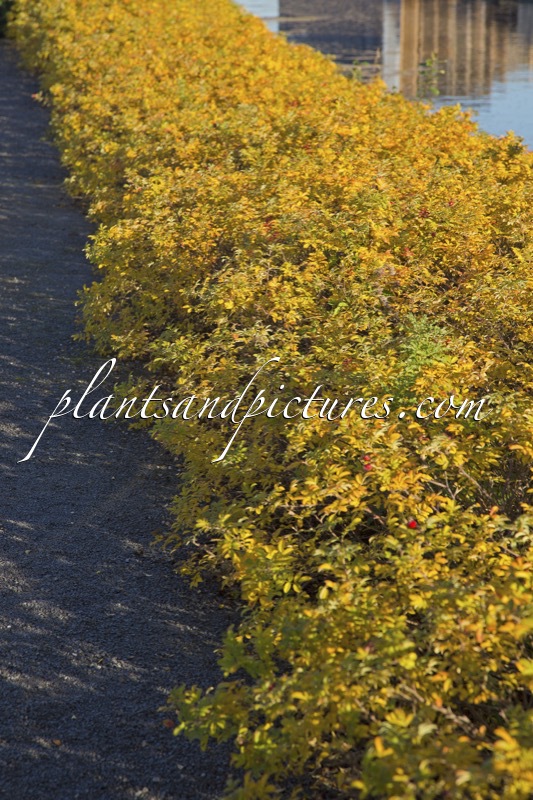 Rosa ‘Bokratrack’ (SHORT TRACK)