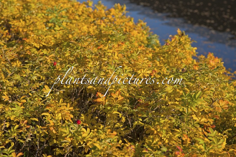 Rosa ‘Bokratrack’ (SHORT TRACK)