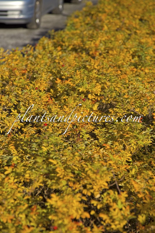 Rosa ‘Bokratrack’ (SHORT TRACK)