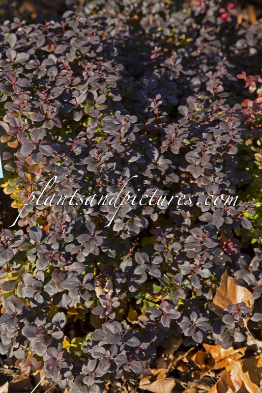 Berberis thunbergii ‘Concorde’