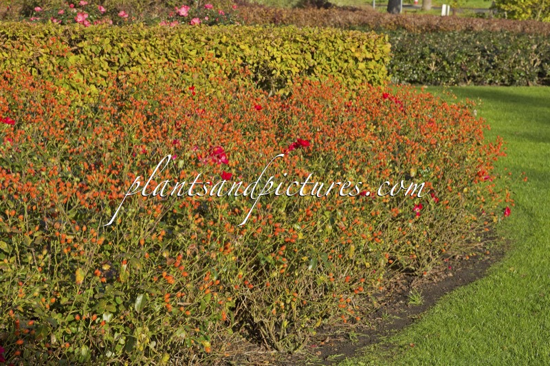 Rosa ‘Bokrapolo’ (RALLY)