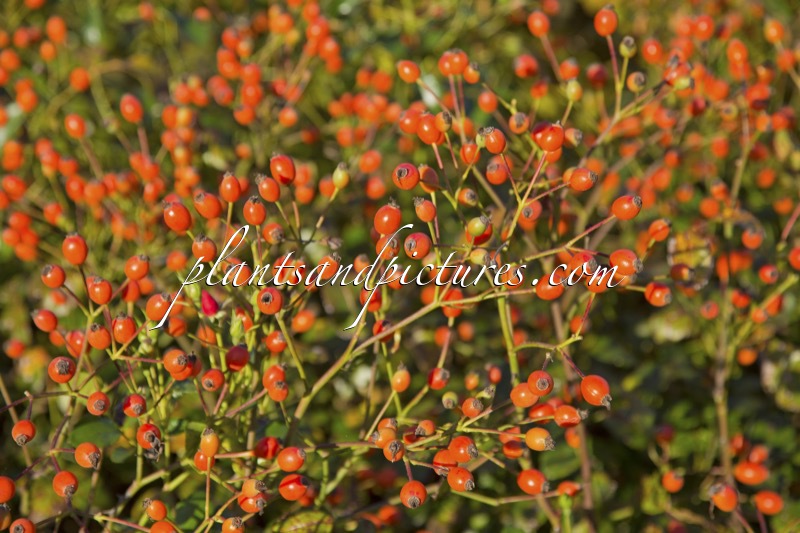 Rosa ‘Bokrapolo’ (RALLY)