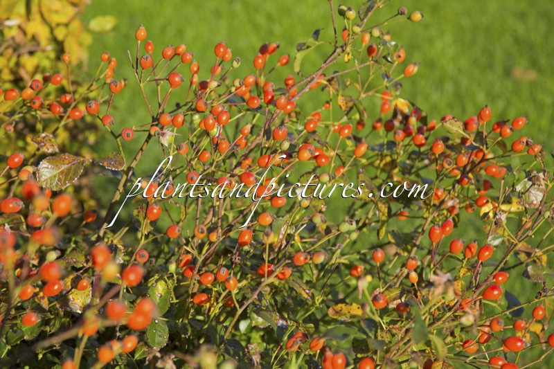 Rosa ‘Bokrapolo’ (RALLY)