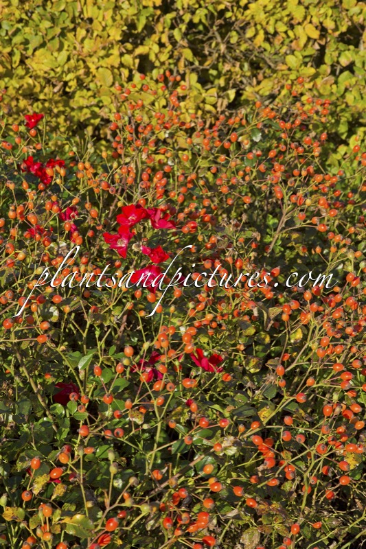 Rosa ‘Bokrapolo’ (RALLY)