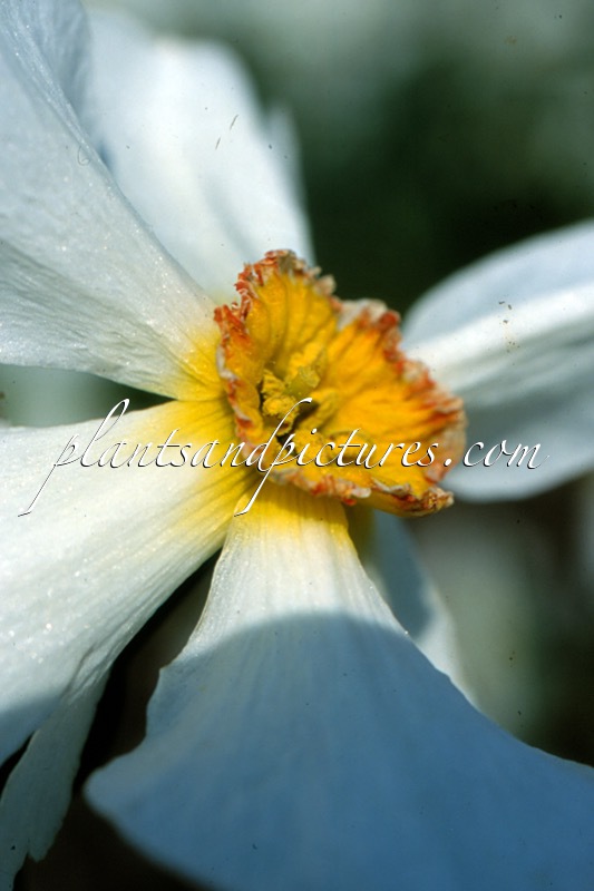 Narcissus poeticus
