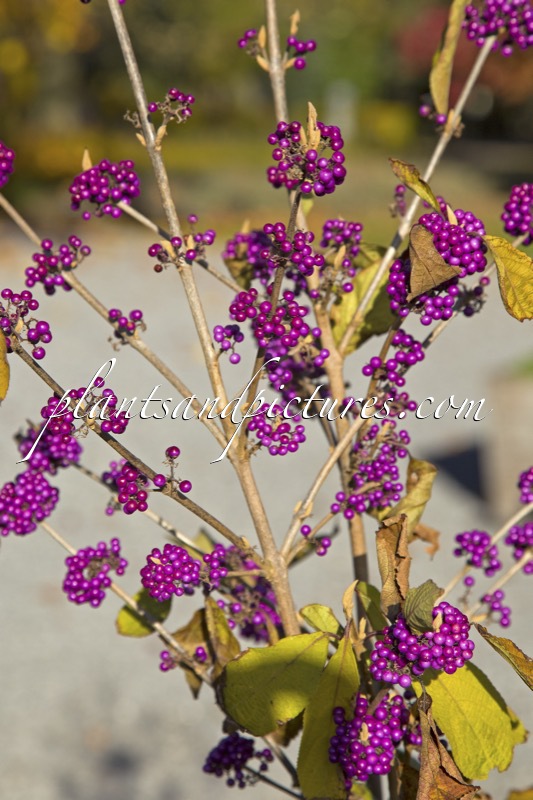 Callicarpa bodinieri ‘Autumn Glory’