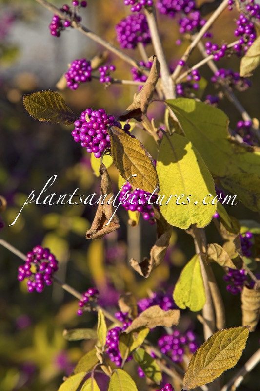 Callicarpa bodinieri ‘Autumn Glory’