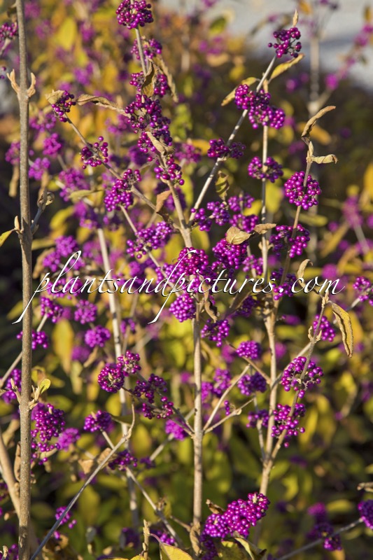 Callicarpa bodinieri ‘Autumn Glory’