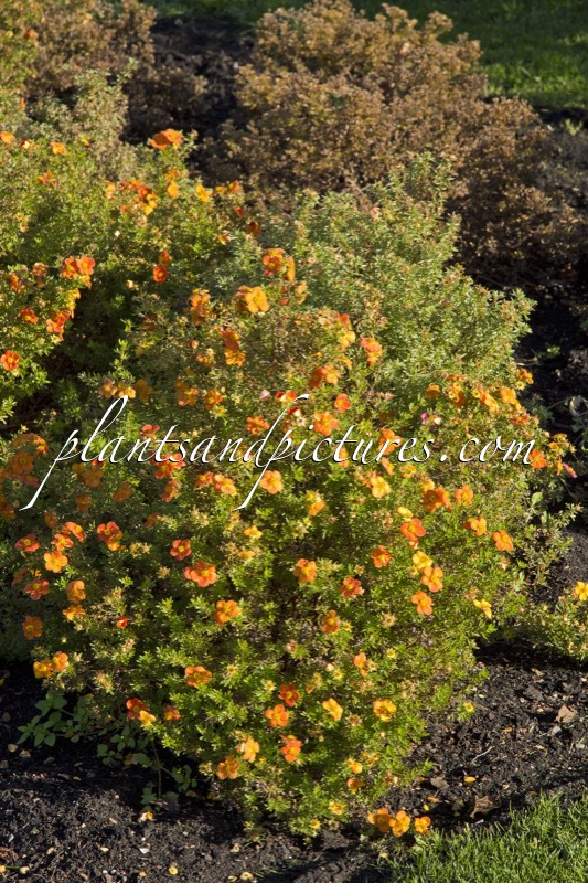 Potentilla fruticosa ‘Hachdon’ (BELLA SOL)