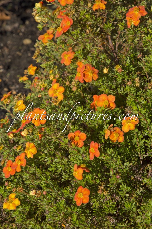 Potentilla fruticosa ‘Hachdon’ (BELLA SOL)