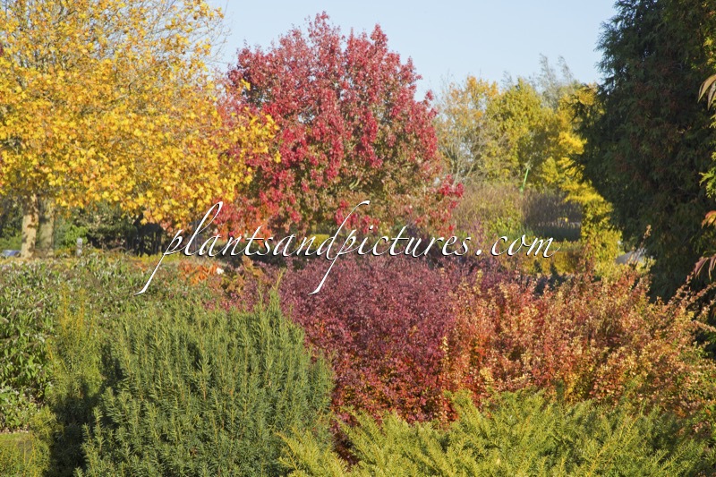 Sortimentstuin Harry van de Laar