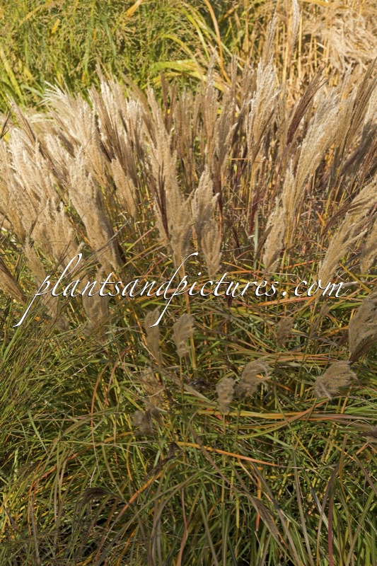 Miscanthus sinensis ‘Red Chief’