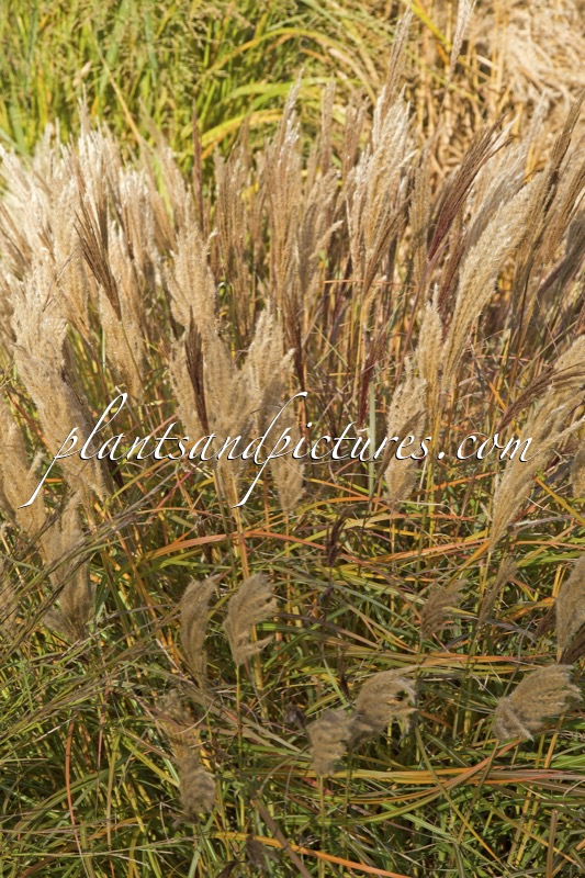 Miscanthus sinensis ‘Red Chief’