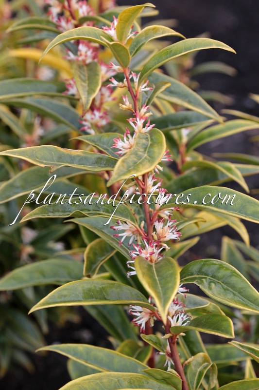 Sarcococca hookeriana