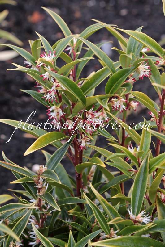 Sarcococca hookeriana