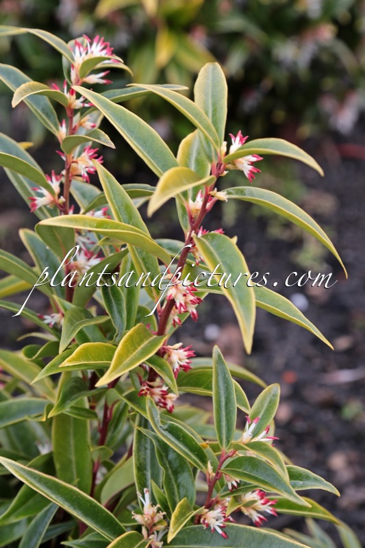Sarcococca hookeriana
