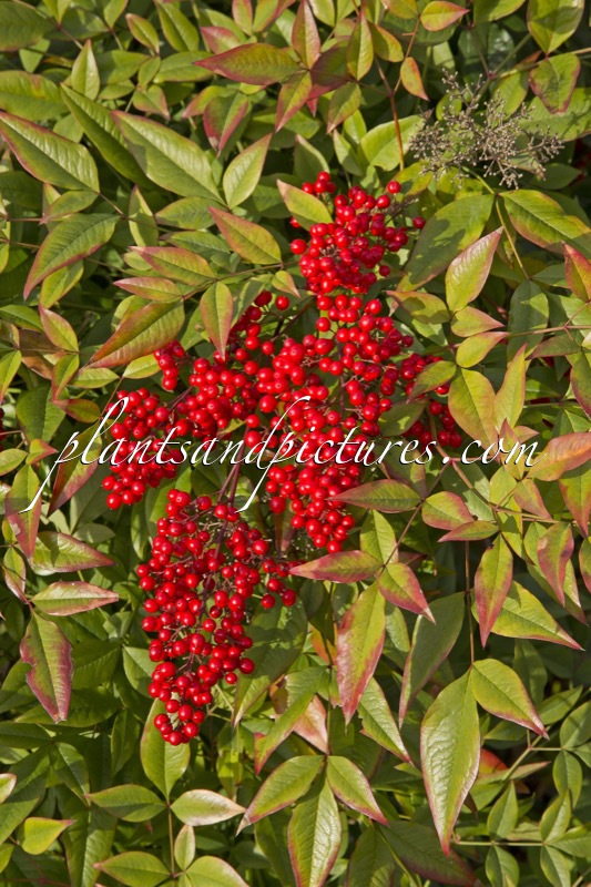 Nandina domestica