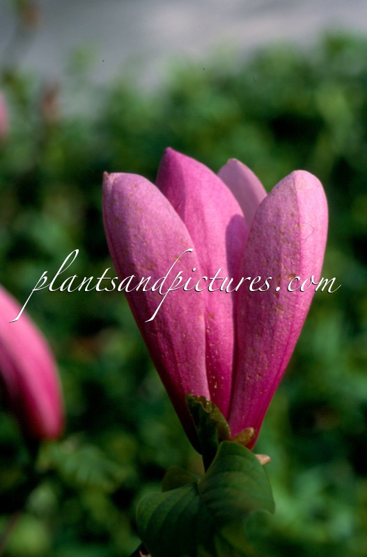 Magnolia ‘Susan’