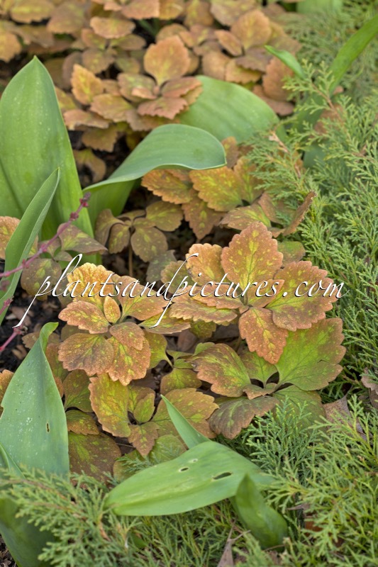 Pachysandra procumbens