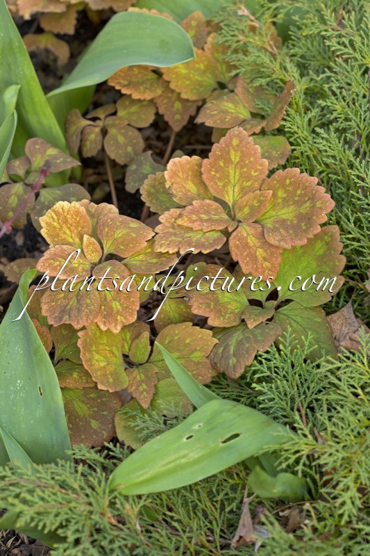 Pachysandra procumbens