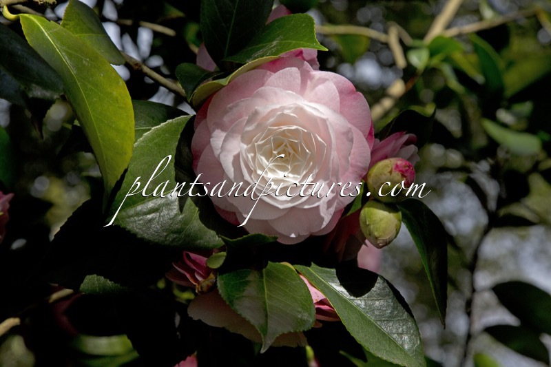 Camellia japonica ‘Desire’